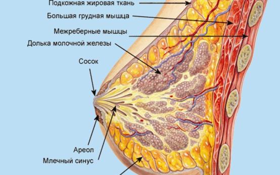 Интересные факты о строении женской груди